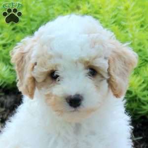 Jenna, Bich-Poo Puppy