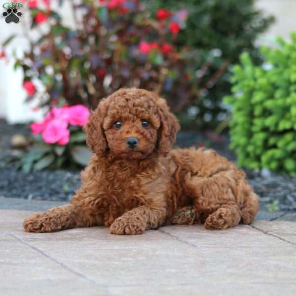 Jenna, Miniature Poodle Puppy