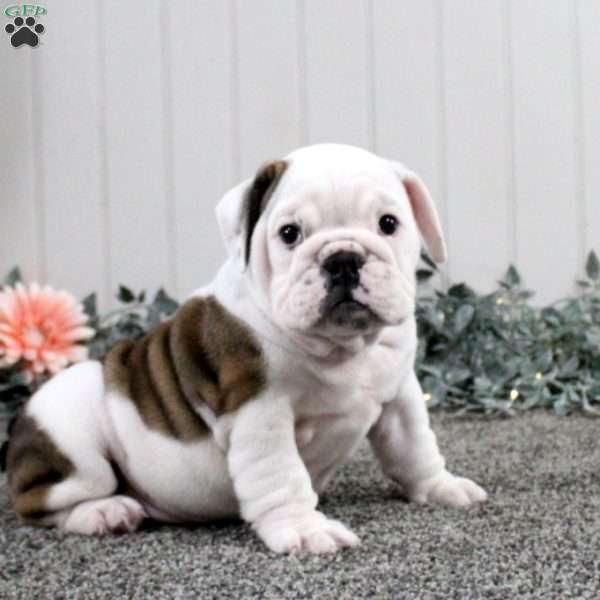 Jenna, English Bulldog Puppy