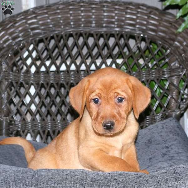 Jennifer, Fox Red Labrador Retriever Puppy