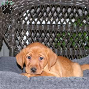 Jennifer, Fox Red Labrador Retriever Puppy
