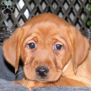Jennifer, Fox Red Labrador Retriever Puppy