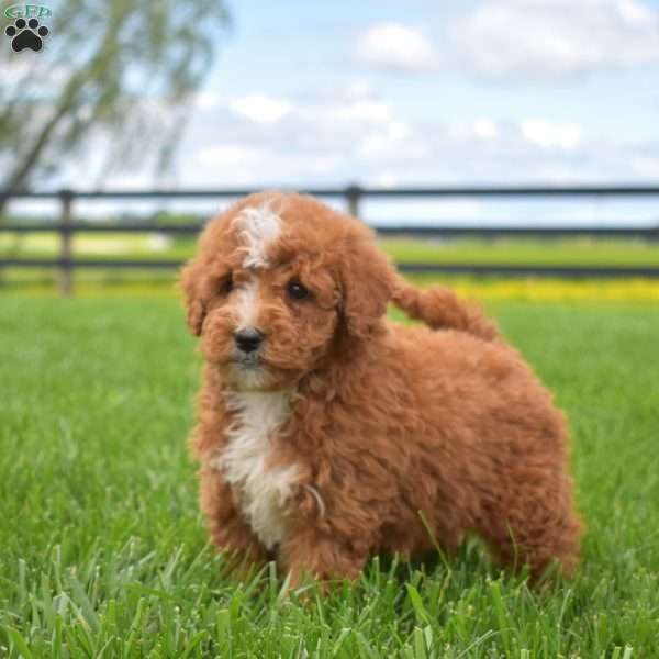 Jenny, Mini Goldendoodle Puppy