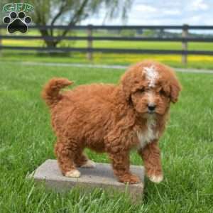 Jenny, Mini Goldendoodle Puppy