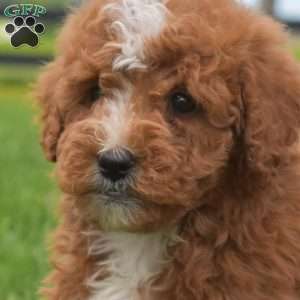 Jenny, Mini Goldendoodle Puppy