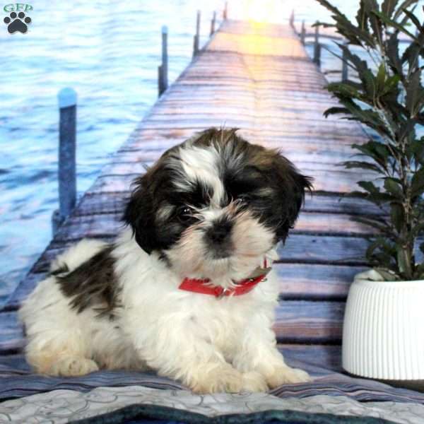 Jenny, Shih Tzu Puppy