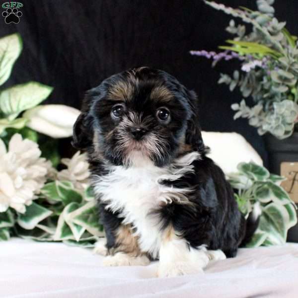 Jenny, Shih Tzu Puppy
