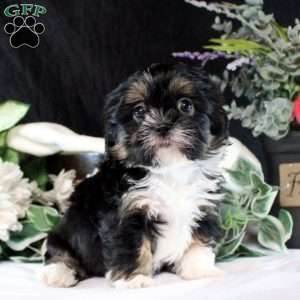 Jenny, Shih Tzu Puppy