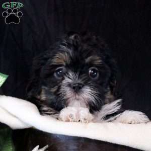 Jenny, Shih Tzu Puppy