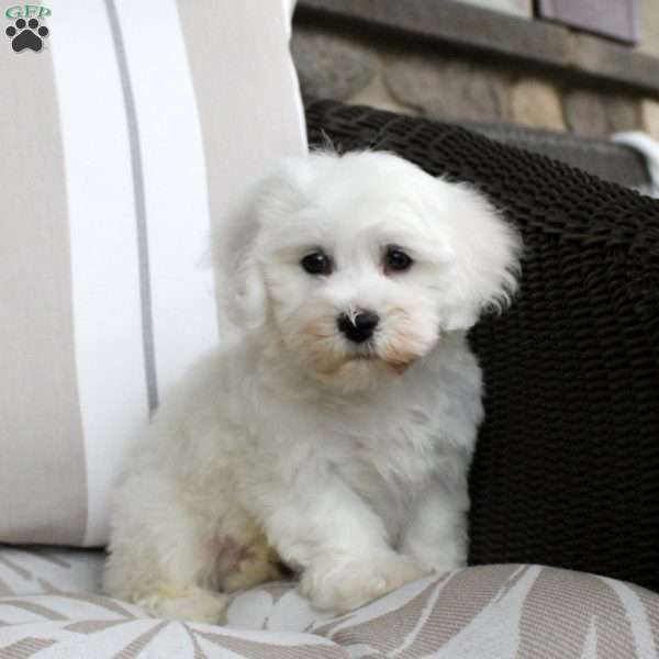 Jeremy, Bichon Frise Puppy