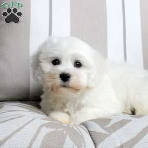 Jeremy, Bichon Frise Puppy