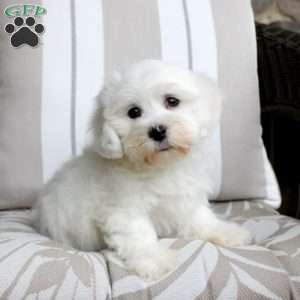 Jeremy, Bichon Frise Puppy