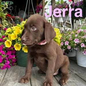 Jerra, Chocolate Labrador Retriever Puppy