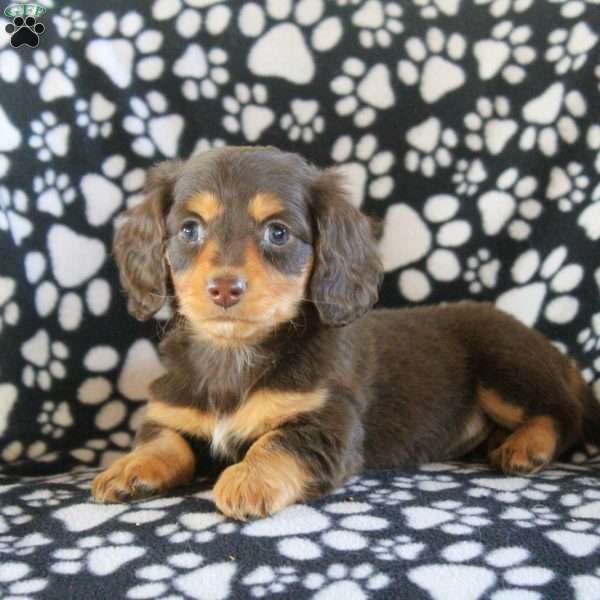 Jess-Mini, Dachshund Puppy
