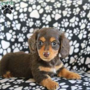 Jess-Mini, Dachshund Puppy