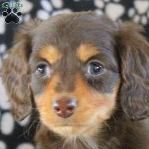 Jess-Mini, Dachshund Puppy