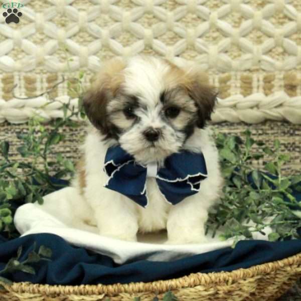 Jewel, Teddy Bear Puppy