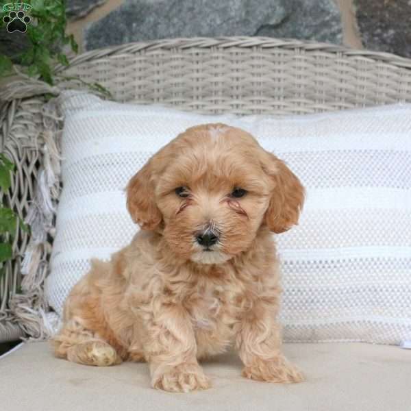 Jewel, Maltipoo Puppy
