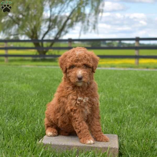 Jewel, Mini Goldendoodle Puppy