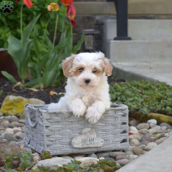 Jewel, Maltipoo Puppy