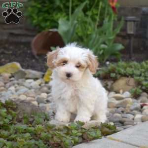 Jewel, Maltipoo Puppy