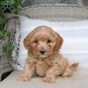 Jewel, Maltipoo Puppy