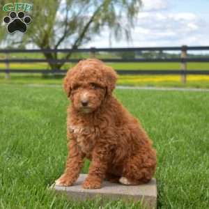 Jewel, Mini Goldendoodle Puppy
