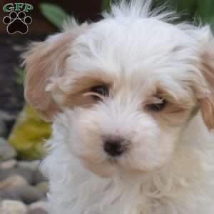 Jewel, Maltipoo Puppy