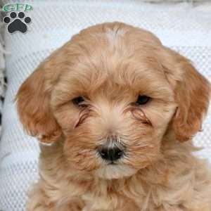 Jewel, Maltipoo Puppy