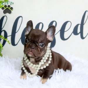 Jewel, French Bulldog Puppy
