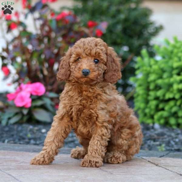 Jewel, Miniature Poodle Puppy