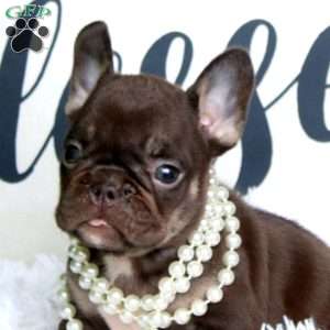 Jewel, French Bulldog Puppy