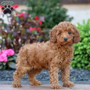 Jewel, Miniature Poodle Puppy