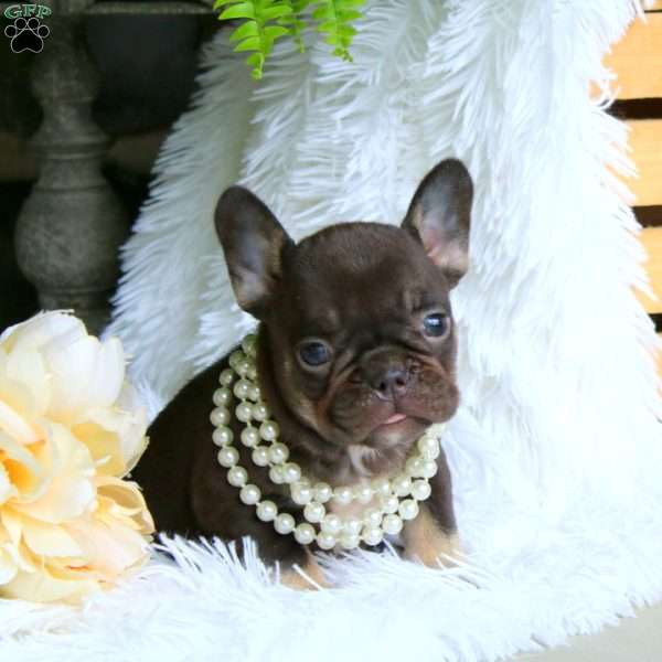 Jewel, French Bulldog Puppy