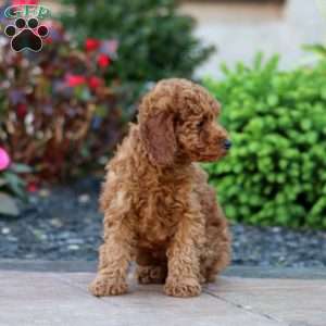 Jewel, Miniature Poodle Puppy