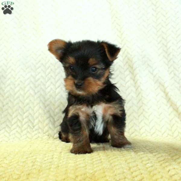 Jiffy, Yorkie Puppy
