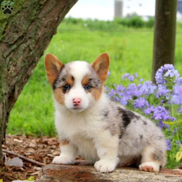 Jiffy, Pembroke Welsh Corgi Puppy