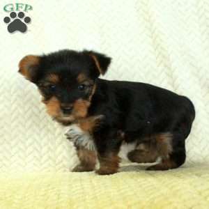 Jiffy, Yorkie Puppy