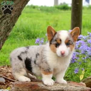 Jiffy, Pembroke Welsh Corgi Puppy