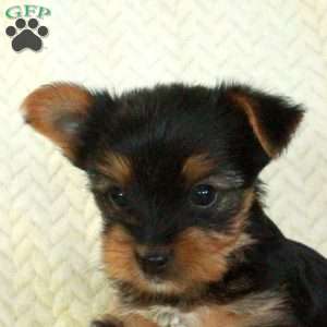 Jiffy, Yorkie Puppy
