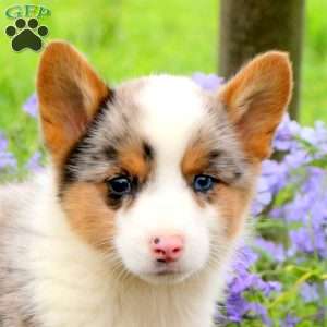 Jiffy, Pembroke Welsh Corgi Puppy
