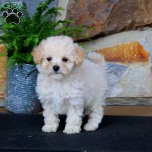 Jiffy, Bich-Poo Puppy