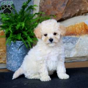 Jiffy, Bich-Poo Puppy