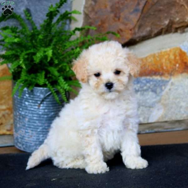 Jiffy, Bich-Poo Puppy