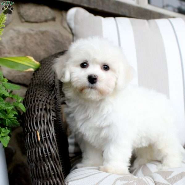 Jillian, Bichon Frise Puppy