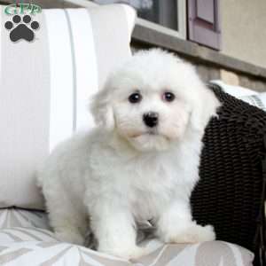 Jillian, Bichon Frise Puppy