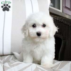 Jillian, Bichon Frise Puppy