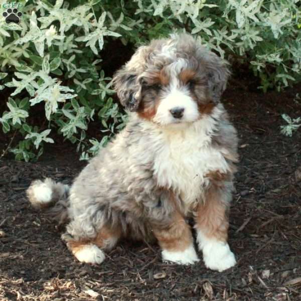 Jimbo, Bernedoodle Puppy