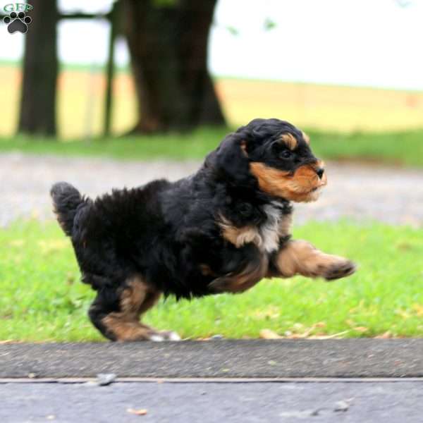Jimbo, Mini Bernedoodle Puppy