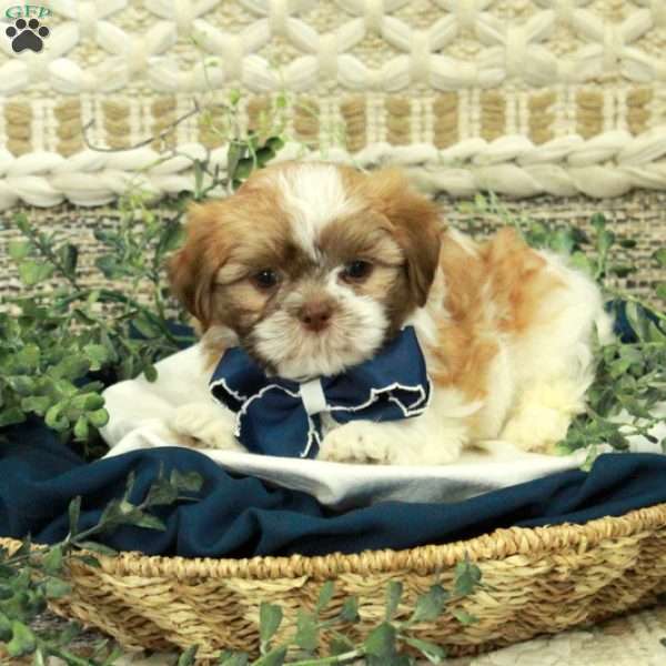 Jimmy, Teddy Bear Puppy